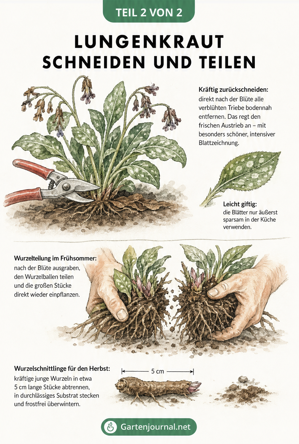 Zeichnung zur Pflege von Lungenkraut, die den Rückschnitt der verblühten Triebe mit einer Gartenschere und die Wurzelteilung zeigt
