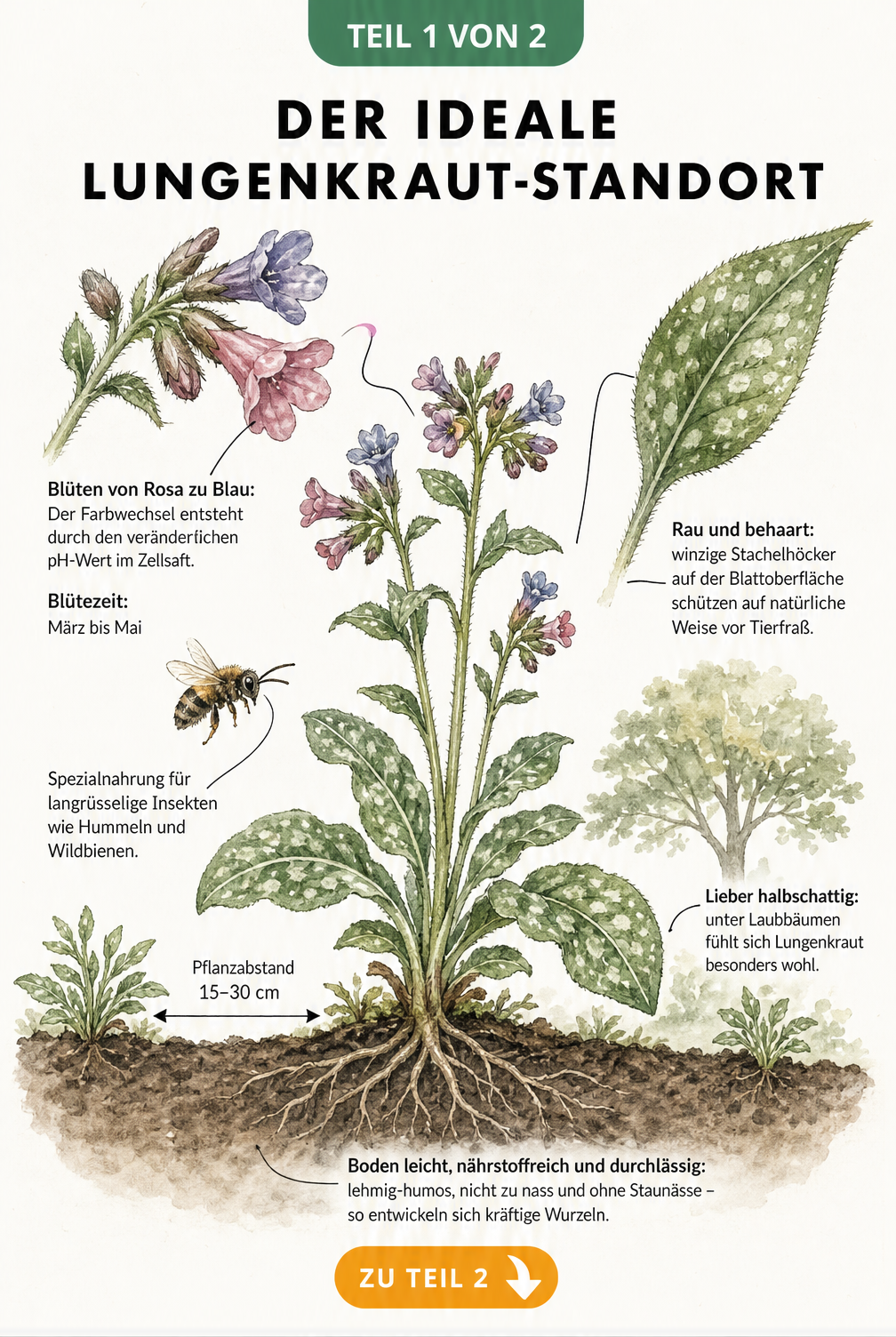 Botanische Illustration eines Lungenkrauts mit Details zu Blüte, Blatt, Wurzeln und dem idealen halbschattigen Standort