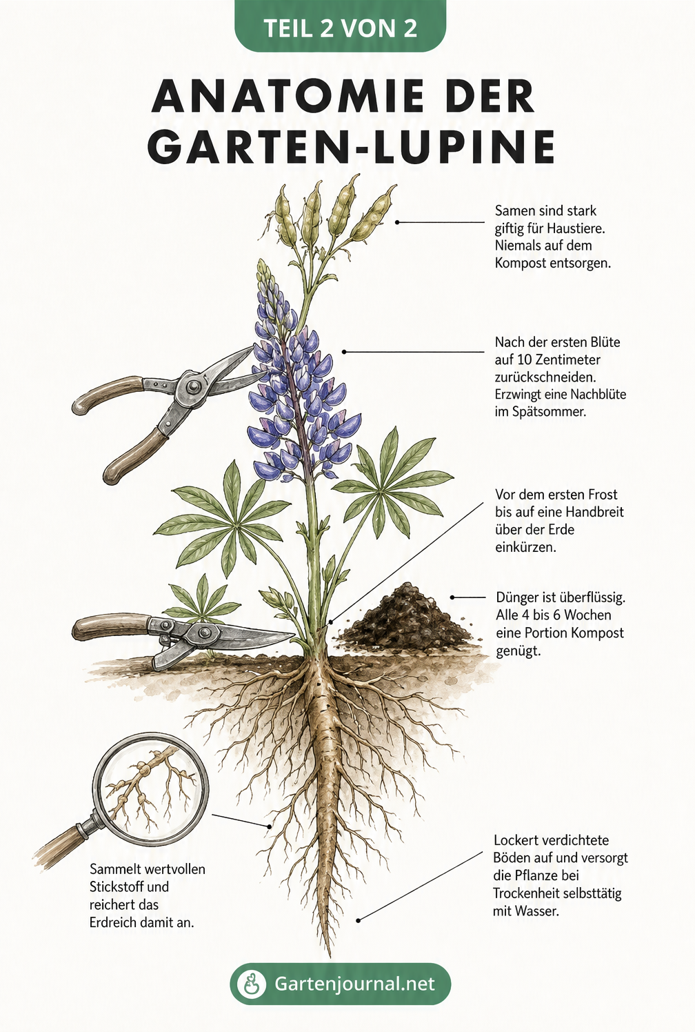Detaillierte Illustration einer Lupine mit Erklärungen zu Blüte, Stängel, Wurzelwerk, Rückschnitt und Düngung.