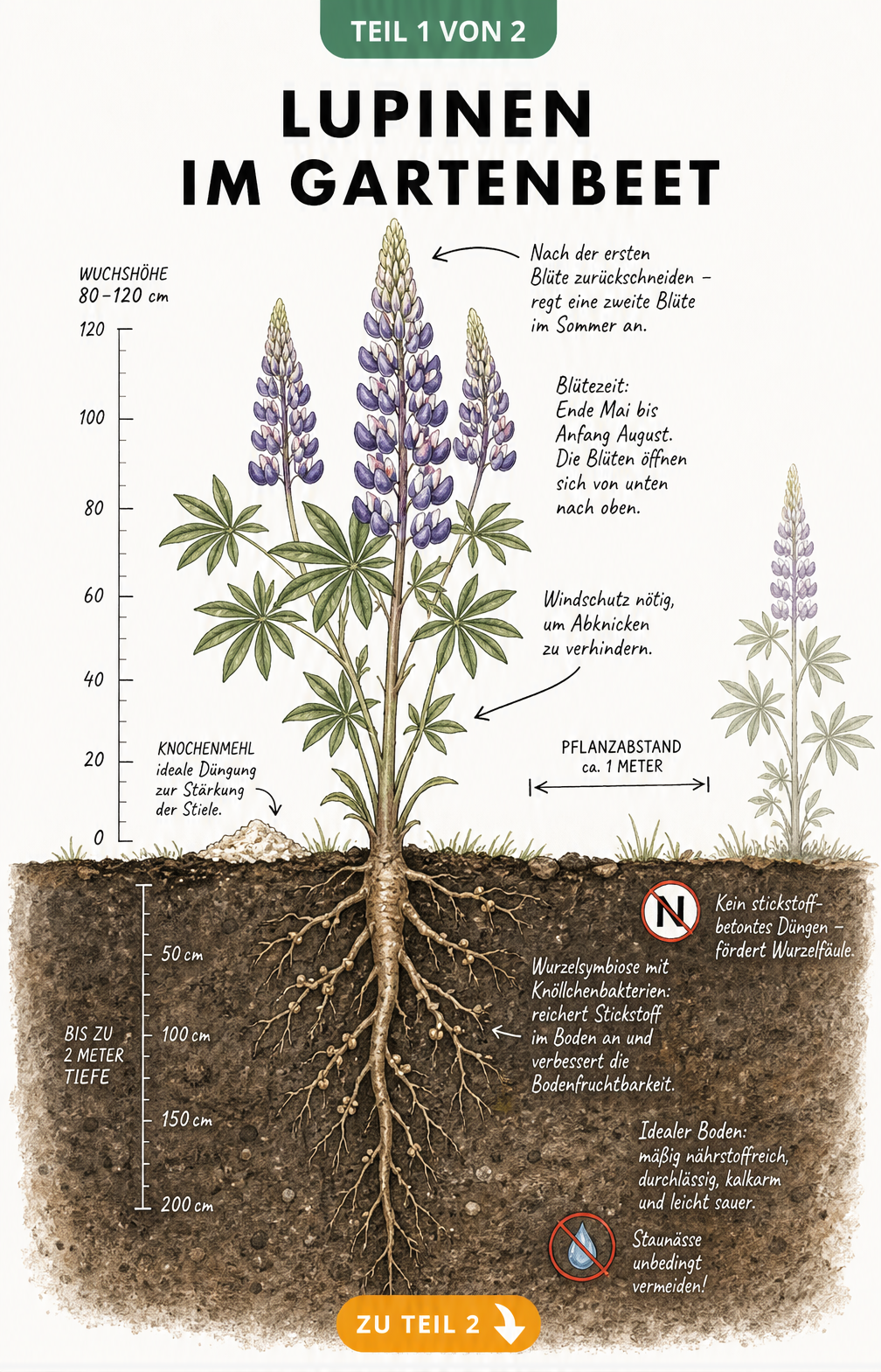 Botanische Querschnitts-Illustration einer Vielblättrigen Lupine mit Wurzelwerk, Wuchshöhe und Pflegehinweisen