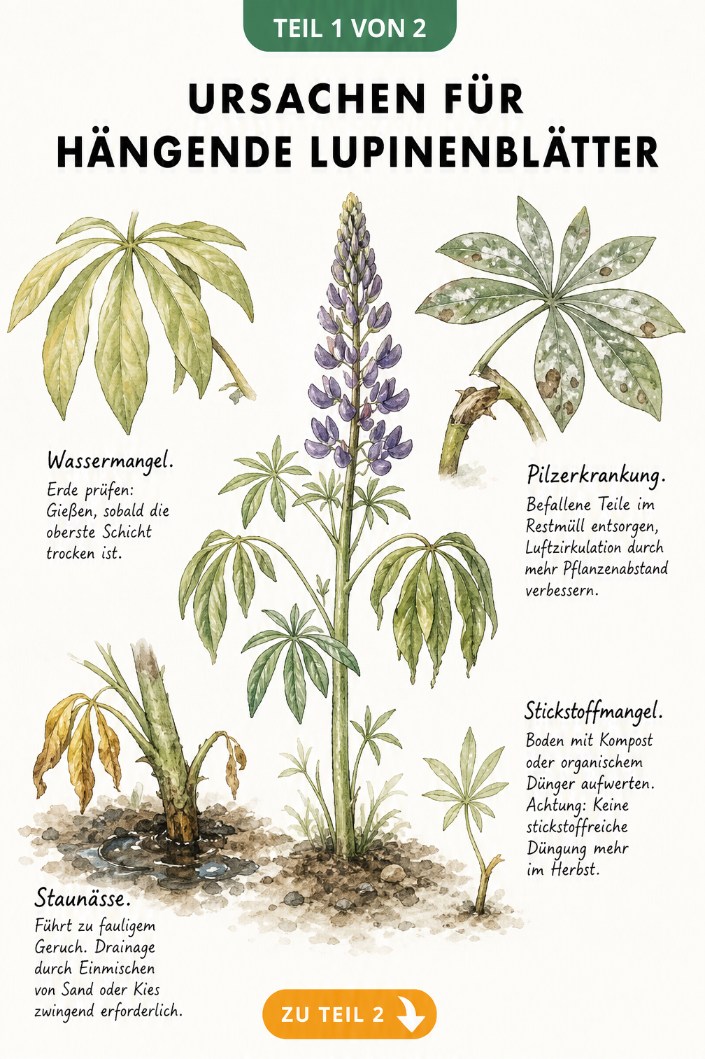 Botanische Illustration einer Lupine mit hängenden Blättern und Detailansichten zu Wassermangel, Pilzerkrankung, Staunässe und Stickstoffmangel.