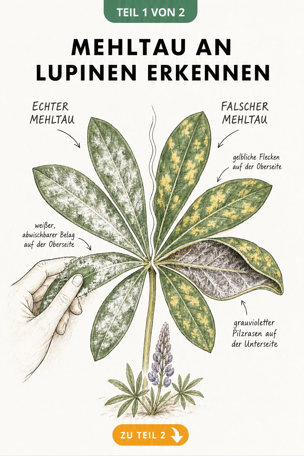 Botanische Illustration eines Lupinenblattes, das links Echten Mehltau mit weißem Belag und rechts Falschen Mehltau mit gelben Flecken und grauviolettem...