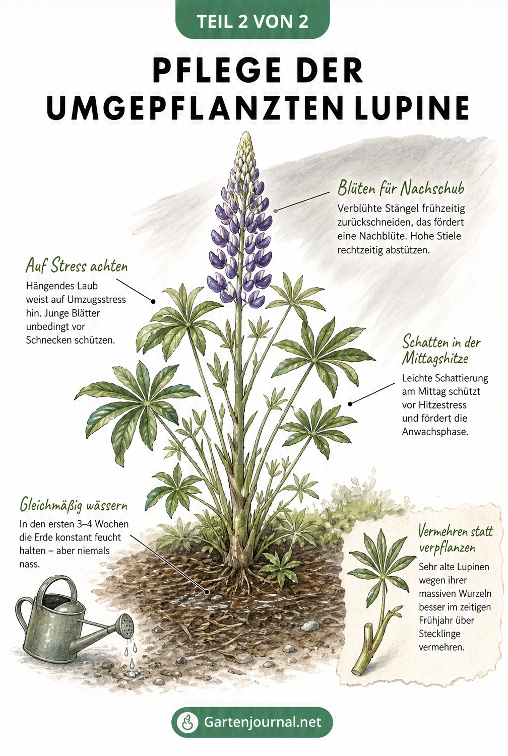 Illustration einer blühenden Lupine mit Pflegehinweisen zu Rückschnitt, Bewässerung und Schneckenschutz