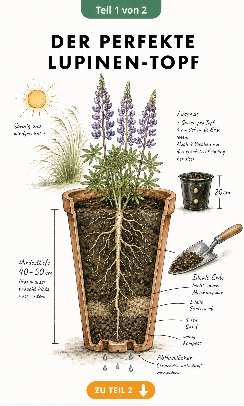 Querschnitt eines hohen Terrakotta-Topfes mit einer blühenden Lupine, tiefem Wurzelwerk und Maßangabe von 40 bis 50 Zentimetern Tiefe.