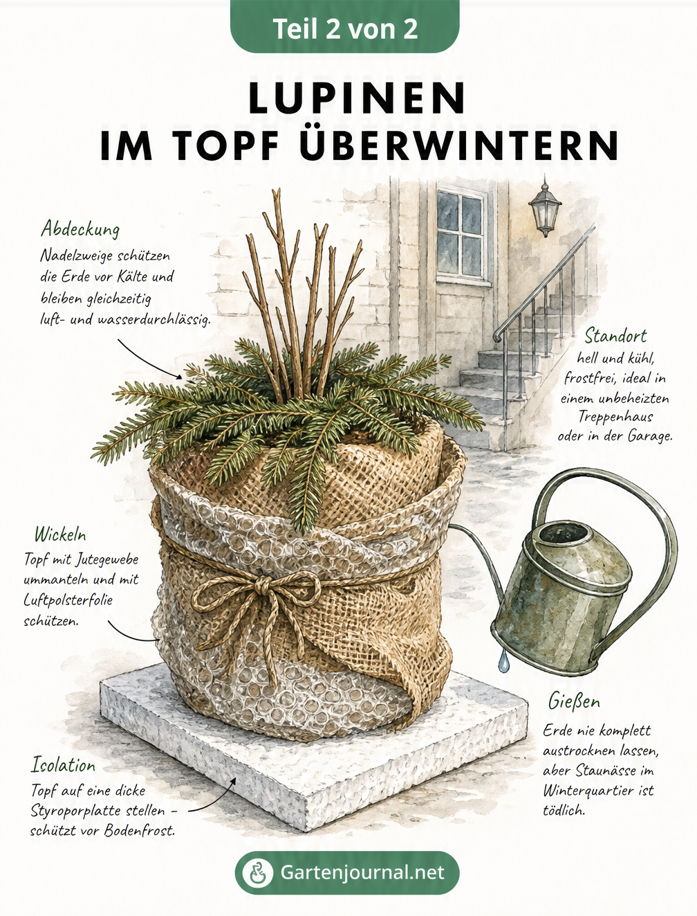 Illustration eines winterfest verpackten Pflanzgefäßes mit Lupine, geschützt durch Jutegewebe, Luftpolsterfolie, Nadelzweige und Styroporplatte.