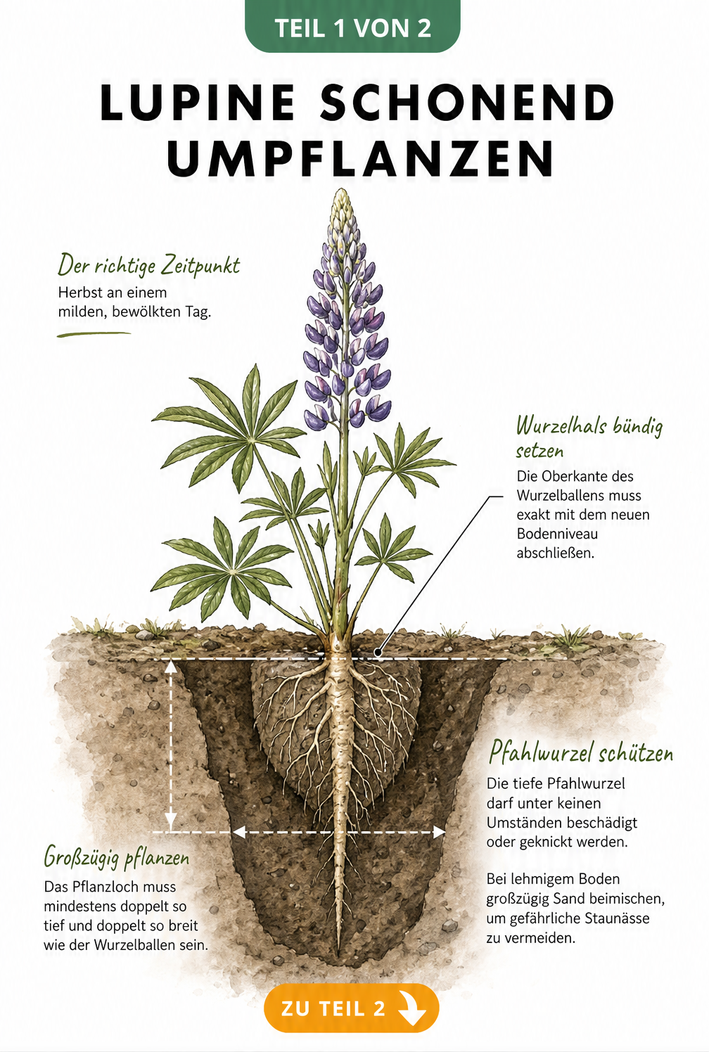 Botanische Schnittdarstellung einer Lupine im Erdreich mit Fokus auf die tiefe Pfahlwurzel und das ausgehobene Pflanzloch