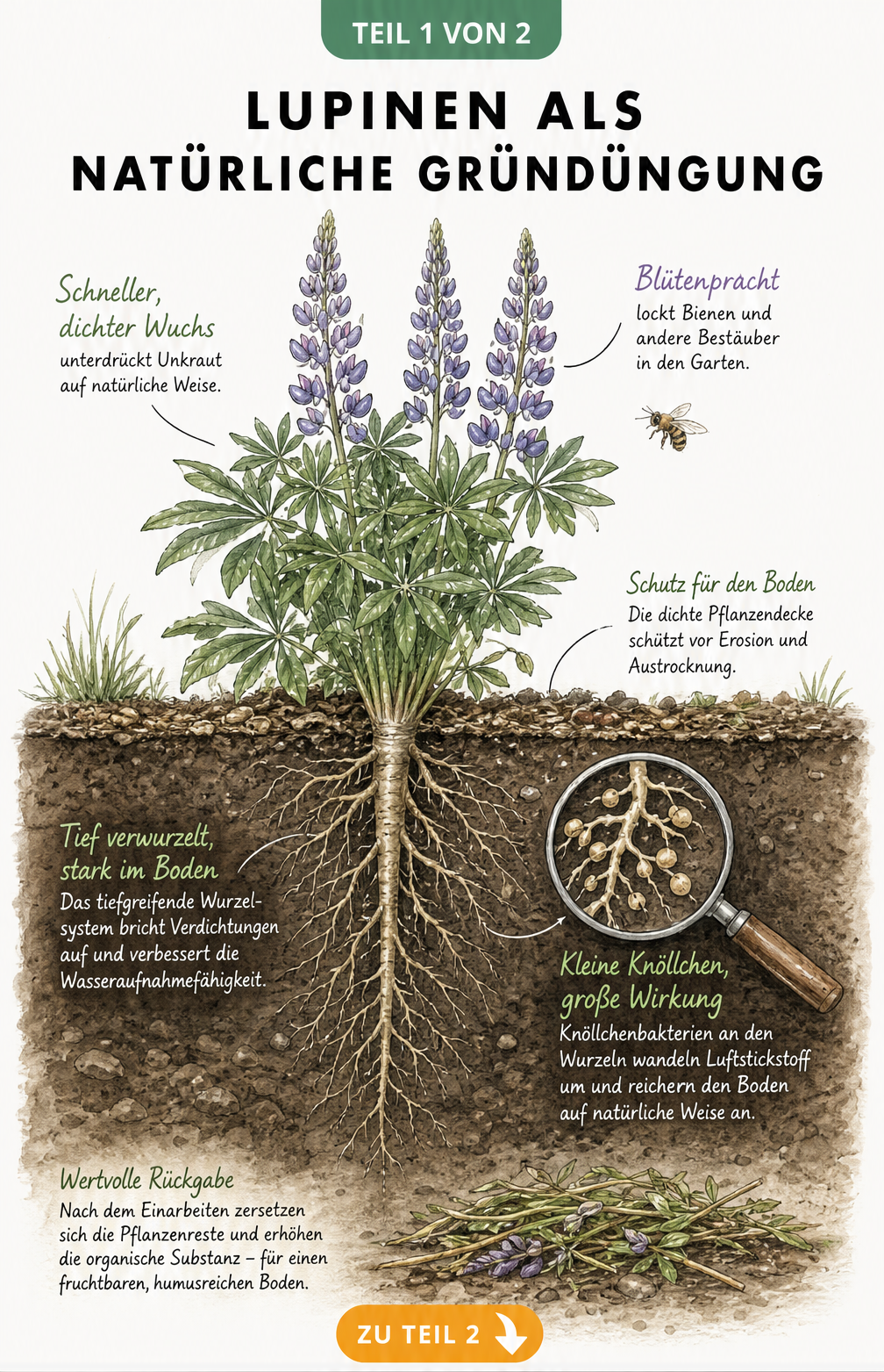 Botanische Illustration einer Lupine mit tiefem Wurzelsystem und Knöllchenbakterien zur Bodenverbesserung