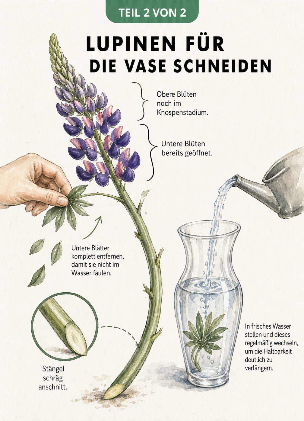 Illustration eines Lupinenstiels mit schrägem Anschnitt und einer Glasvase