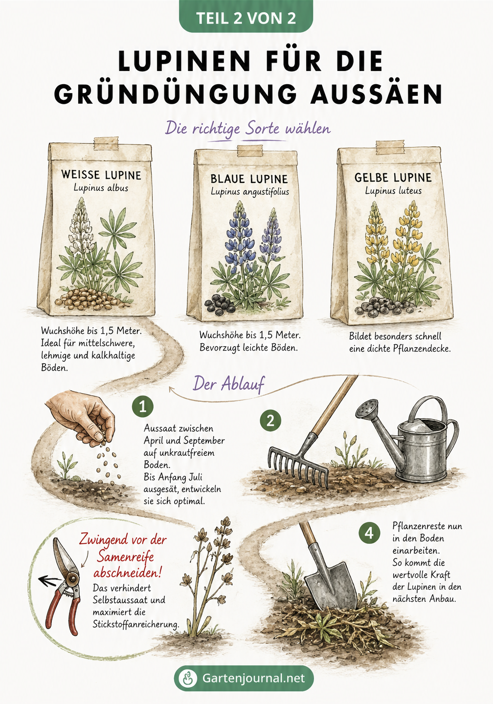 Illustration von Lupinen-Samentütchen und den Arbeitsschritten zur Aussaat als Gründüngung