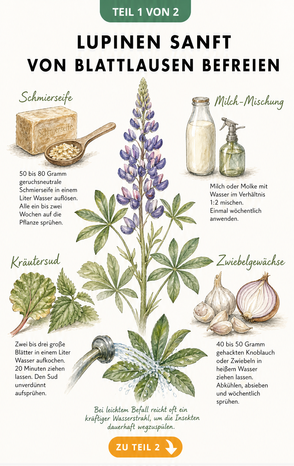 Illustration einer Lupine mit Rezepten für natürliche Hausmittel gegen Blattläuse wie Schmierseife, Milch, Kräutersud und Zwiebelgewächse.