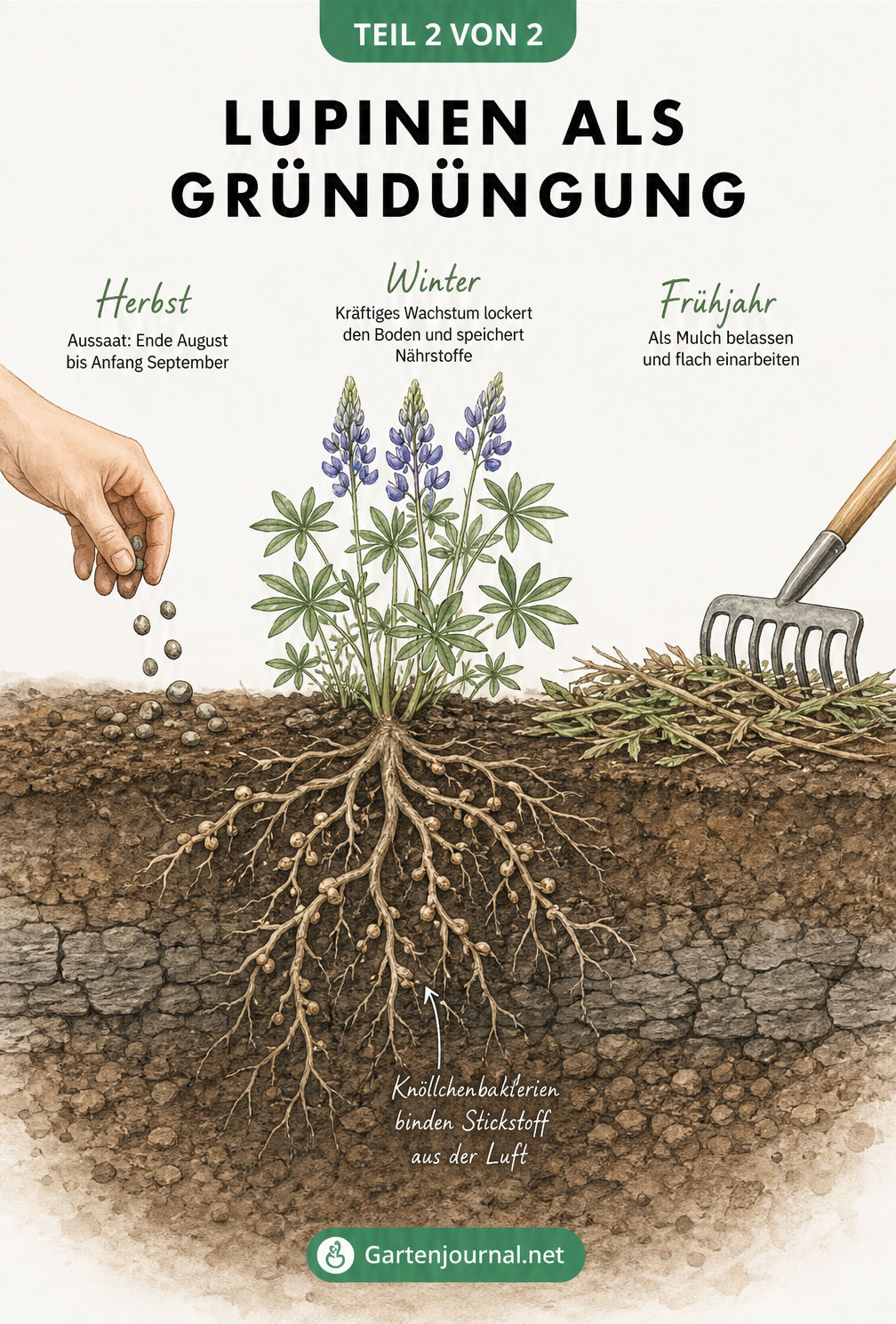 Illustration des Wachstumszyklus einer einjährigen Lupine von der Aussaat im Herbst bis zur Einarbeitung als Gründüngung im Frühjahr