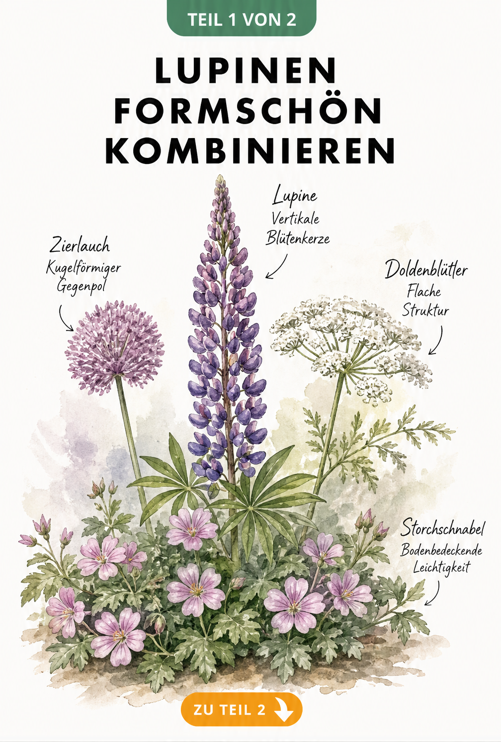 Handgezeichnete Beet-Szenerie mit violetter Lupine, Zierlauch, Doldenblütler und Storchschnabel