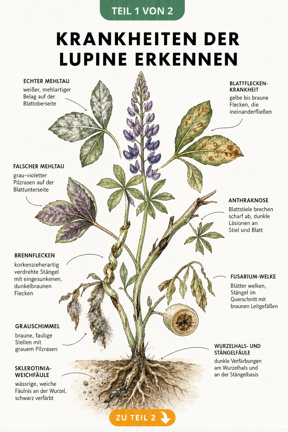 Botanische Illustration einer Lupine mit Symptomen von Mehltau, Blattfleckenkrankheit, Anthraknose, Fusarium-Welke und Wurzelfäule
