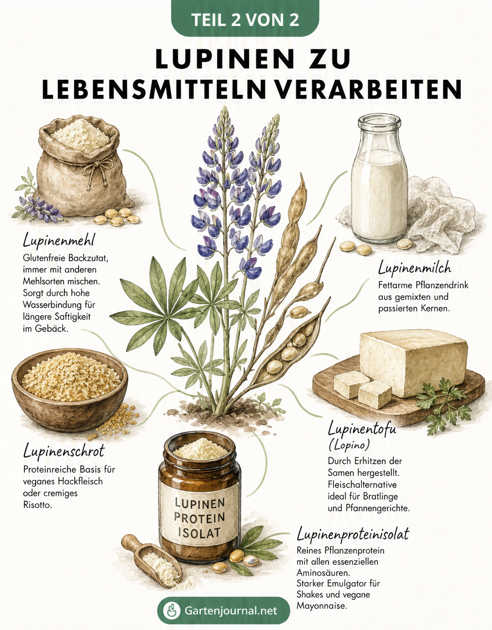 Botanische Illustration einer Süßlupine mit verschiedenen Lupinenprodukten: Lupinenmehl, Lupinenschrot, Lupinenmilch, Lupinentofu und Lupinenproteinisolat.