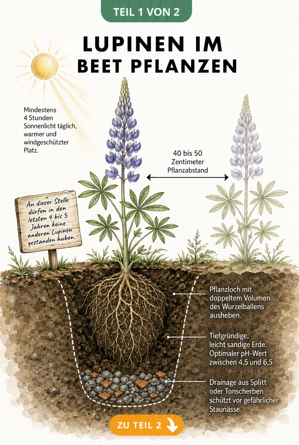 Botanische Querschnitt-Zeichnung eines Gartenbeets mit einer blühenden Lupine, Wurzelballen, Pflanzabstand und Hinweisen zu Standort und Boden.
