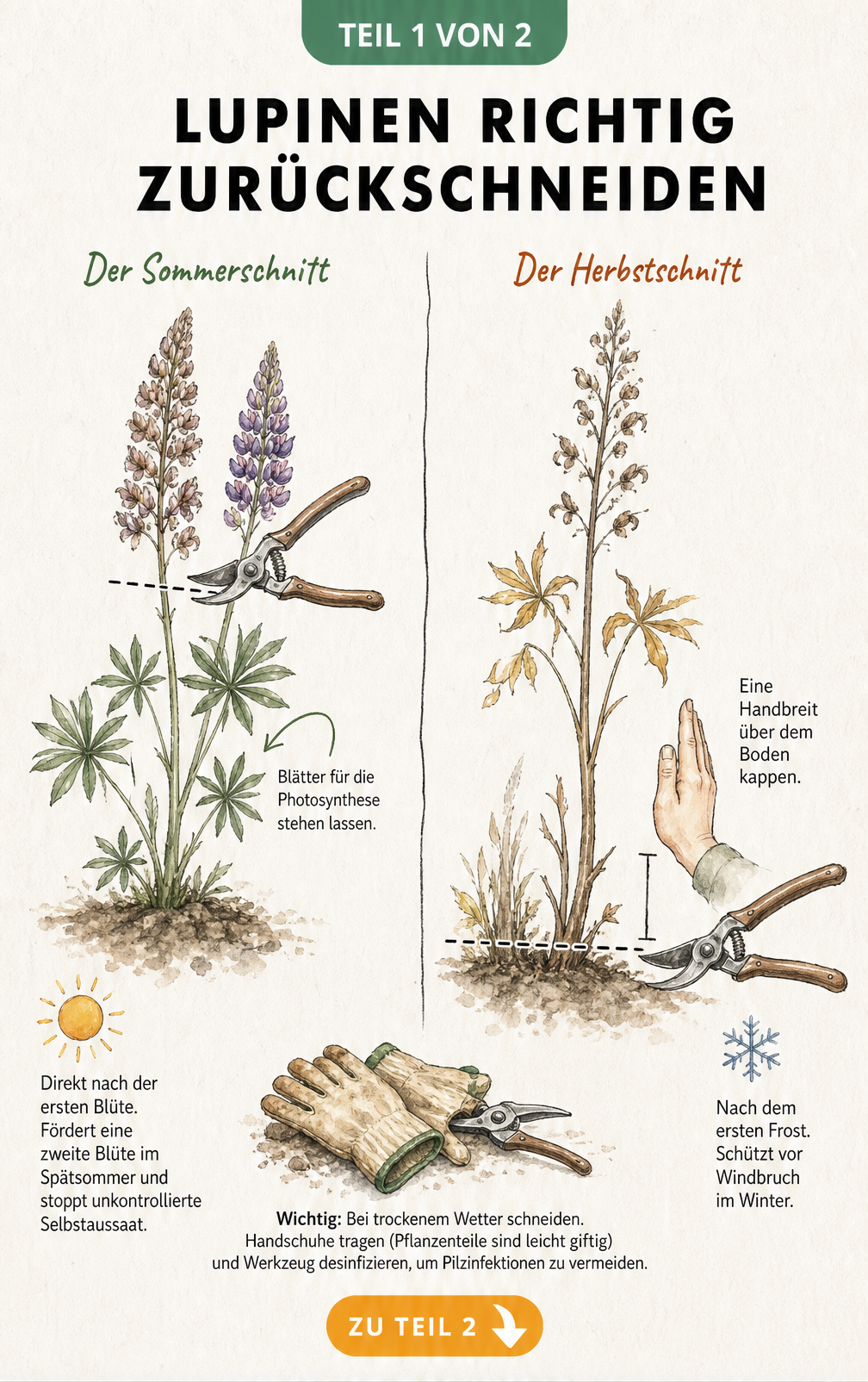 Illustration einer Lupine beim Sommer- und Herbstschnitt mit Gartenschere und Handschuhen