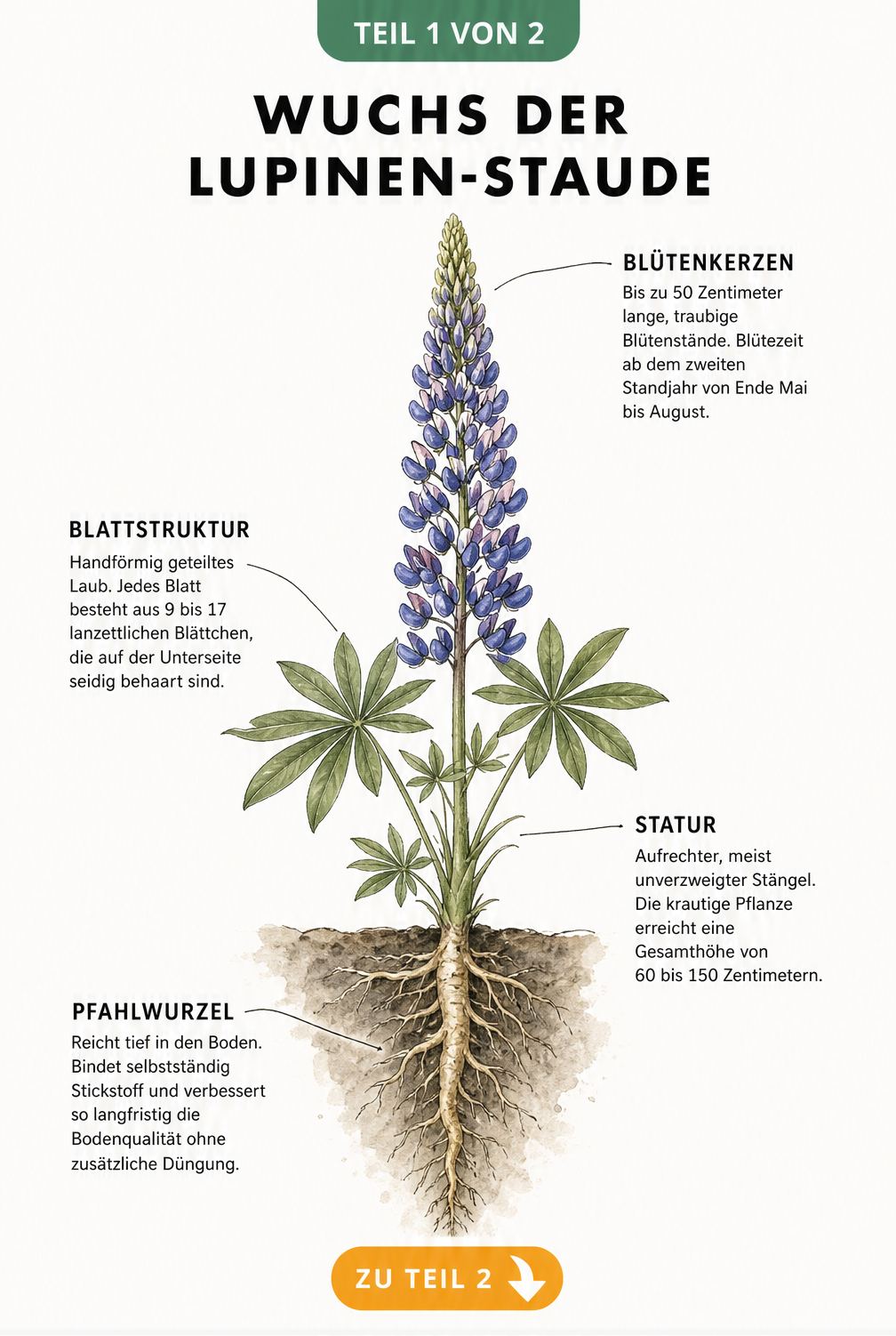 Botanische Illustration einer Lupinen-Staude mit Details zu Blütenkerzen, Blattstruktur, Statur und Pfahlwurzel