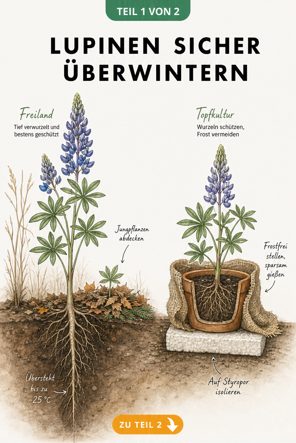 Botanische Schnittzeichnung einer Freiland-Lupine mit tiefer Pfahlwurzel und einer Topf-Lupine mit Winterschutz