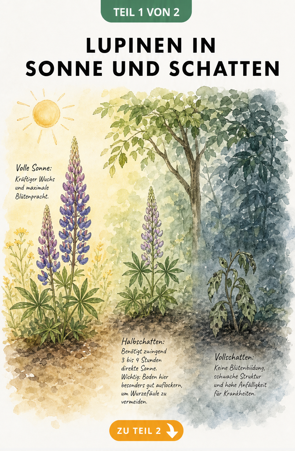 Illustration einer Lupine in drei Lichtzonen: Sonne, Halbschatten und Schatten, die das Wachstum und die Blütenbildung zeigt.