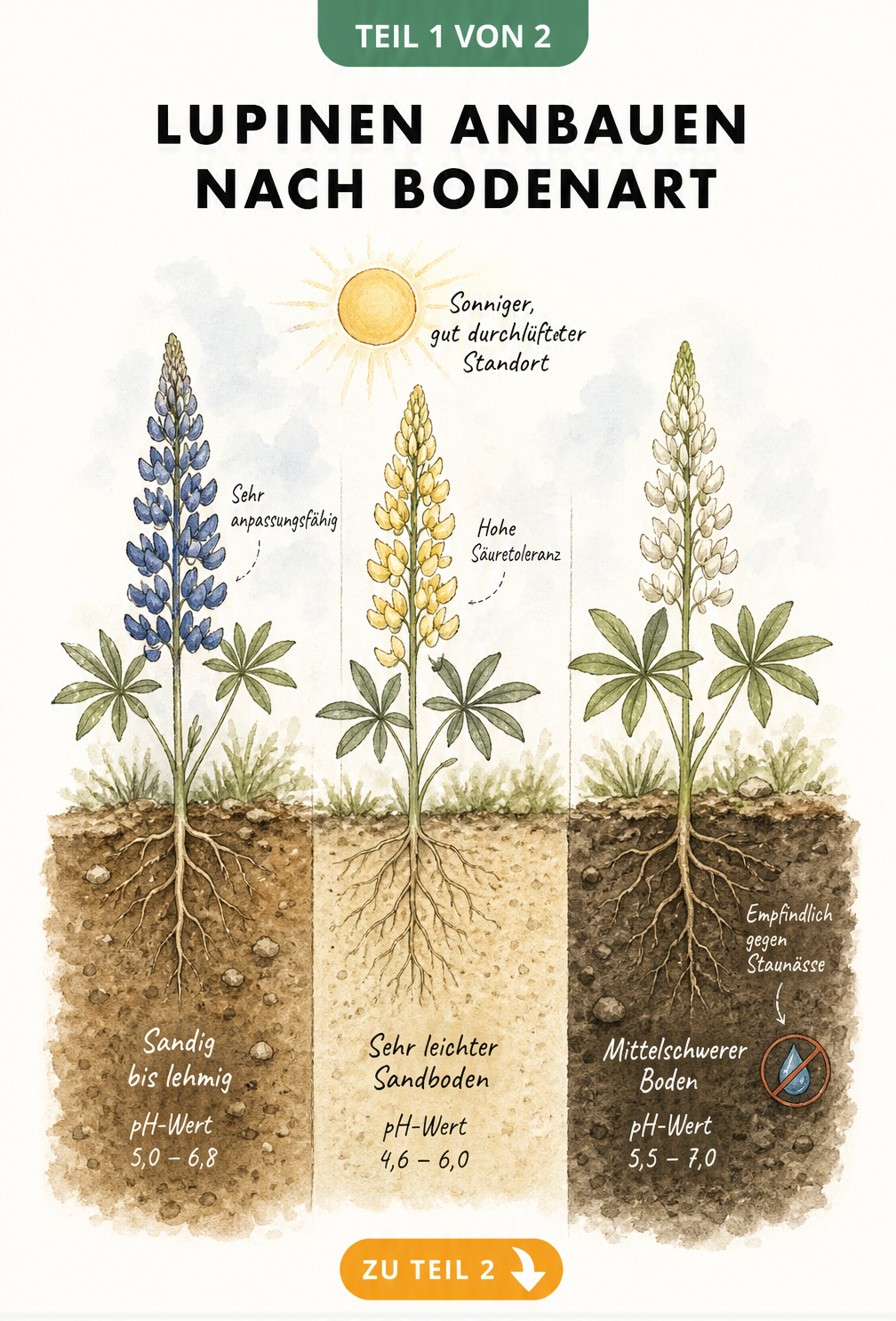 Illustration von drei Lupinenarten in verschiedenen Bodenarten mit pH-Werten