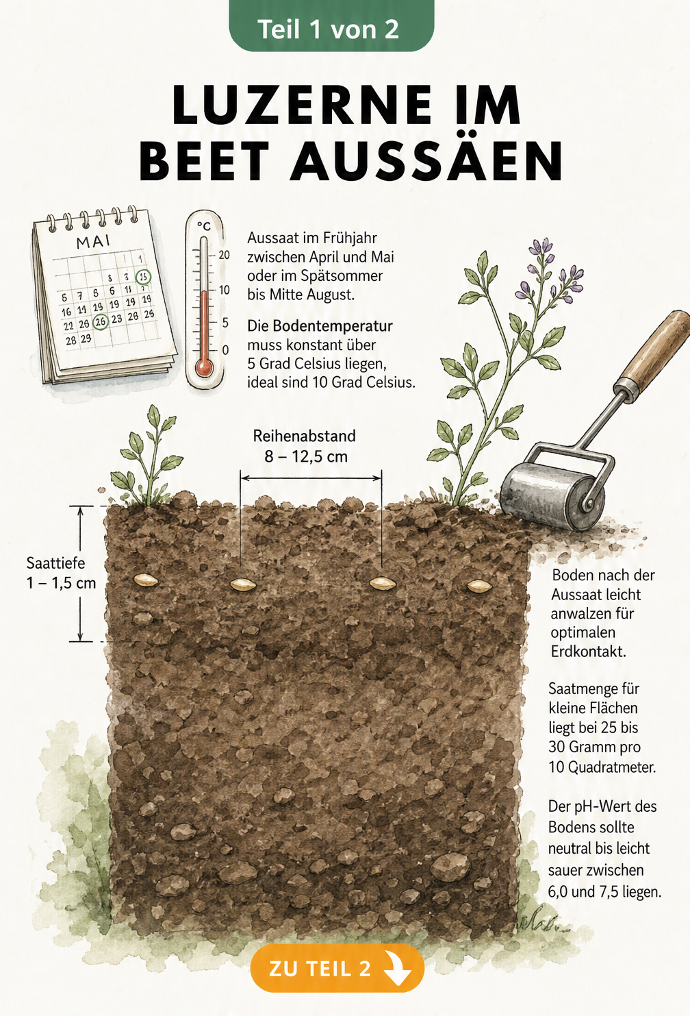 Erdquerschnitt mit Luzernesamen, Saattiefe und Reihenabstand sowie Kalender und Thermometer für die Aussaat