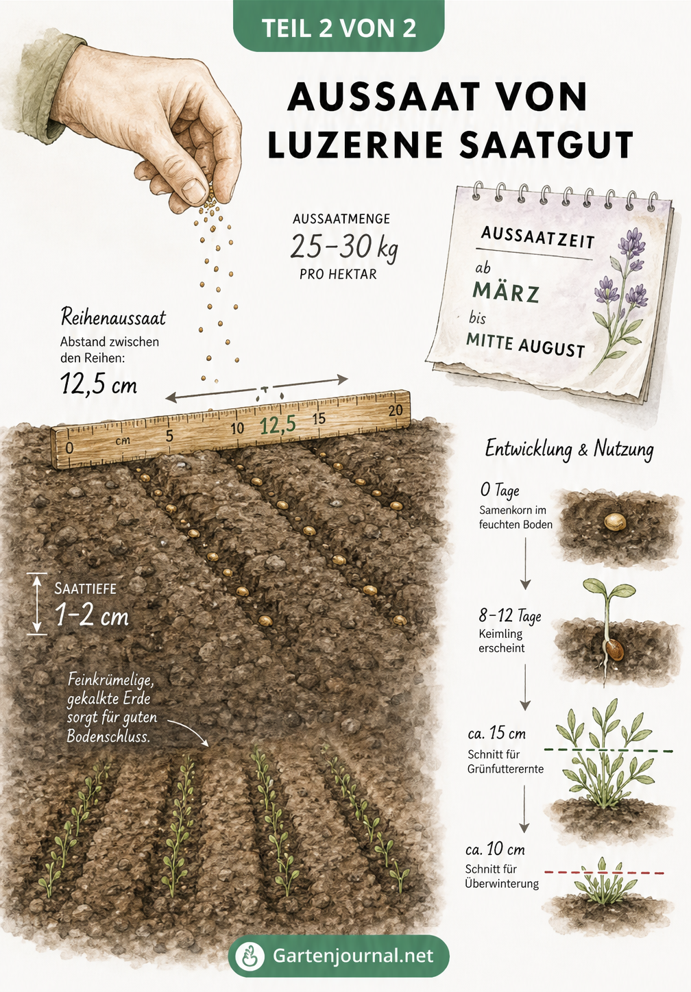Illustration eines Saatbeets im Querschnitt mit Saattiefe, Reihenabstand und Aussaatzeitpunkt für Luzerne