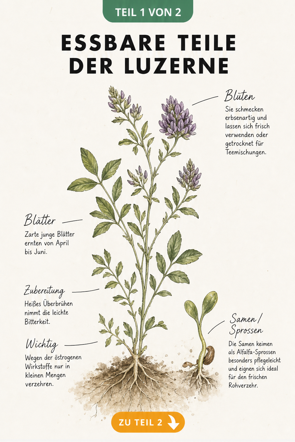 Botanische Illustration einer Luzernepflanze mit Wurzeln, Blättern, violetten Blüten und Sprossen
