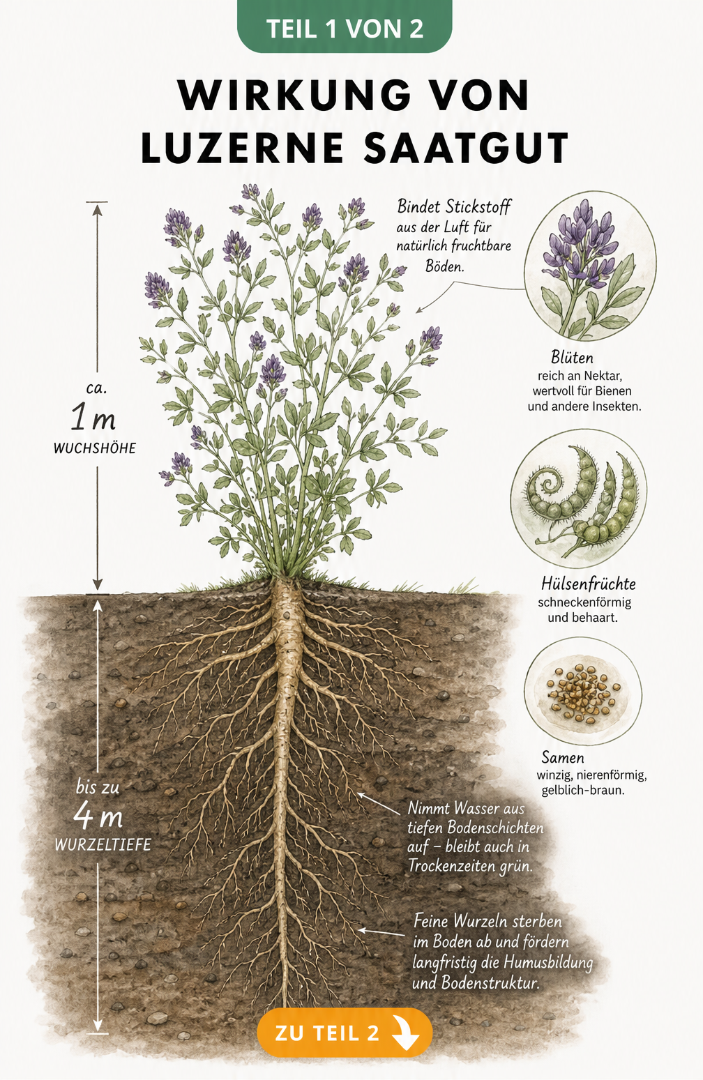 Botanische Illustration einer Luzernepflanze im Querschnitt mit tiefreichender Pfahlwurzel und Stickstoffbindung