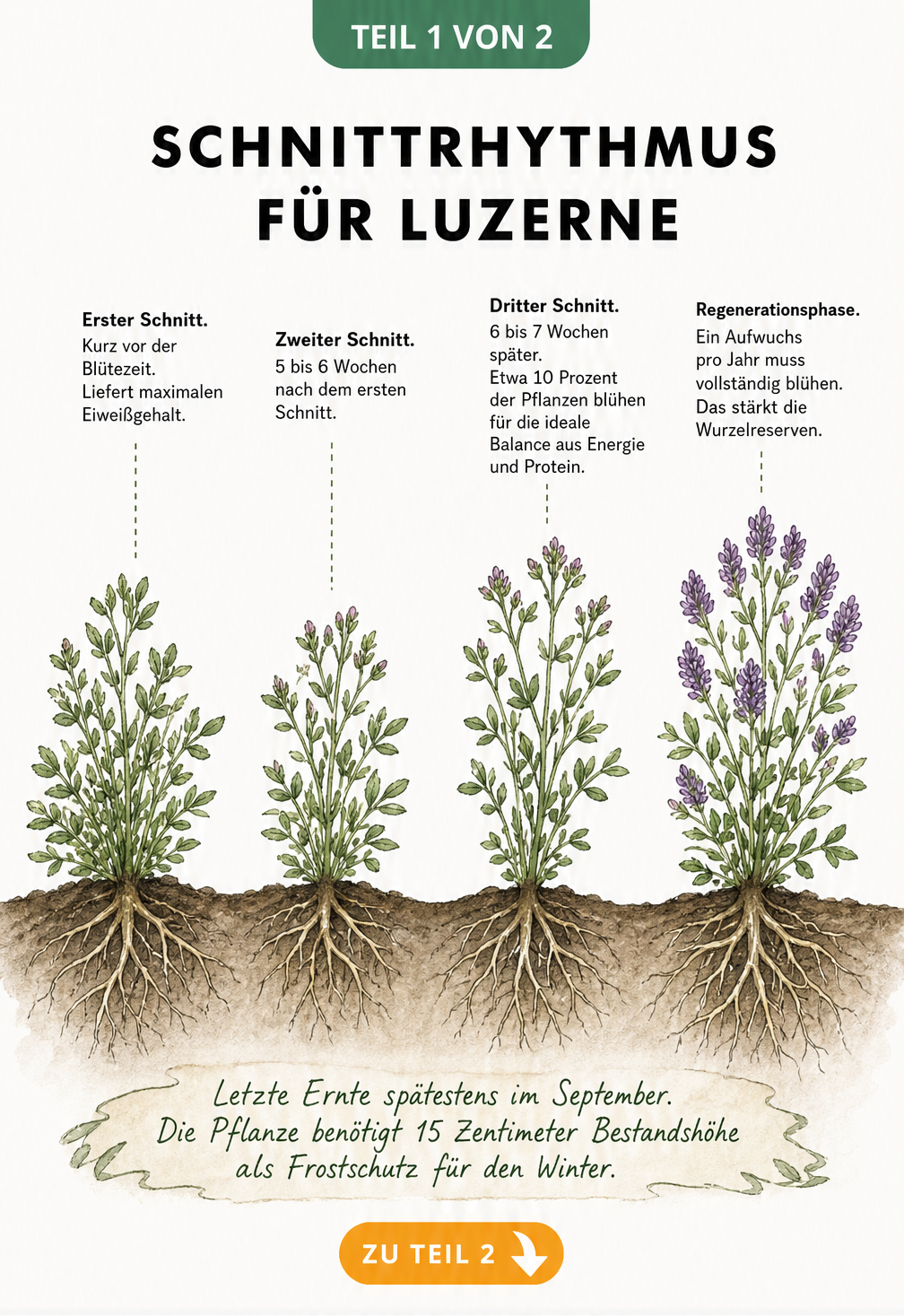 Botanische Zeitachse des Wachstums- und Erntezyklus von Luzerne über das Jahr