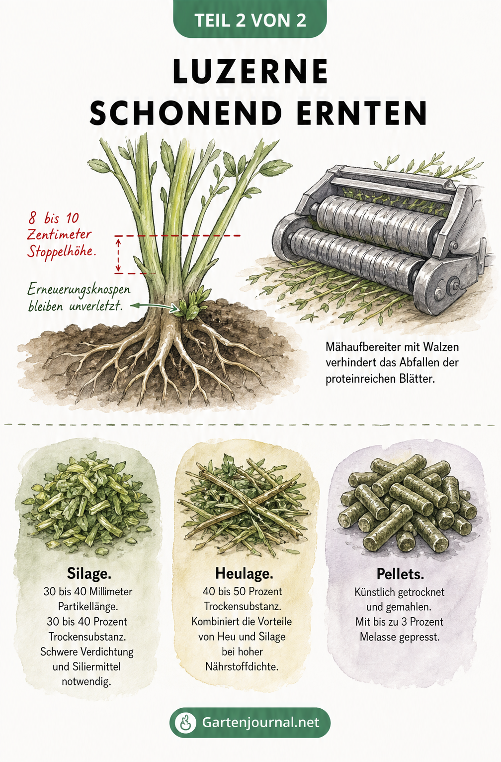 Skizze zur schonenden Ernte von Luzerne mit Schnitthöhe und Weiterverarbeitung zu Silage, Heulage und Pellets