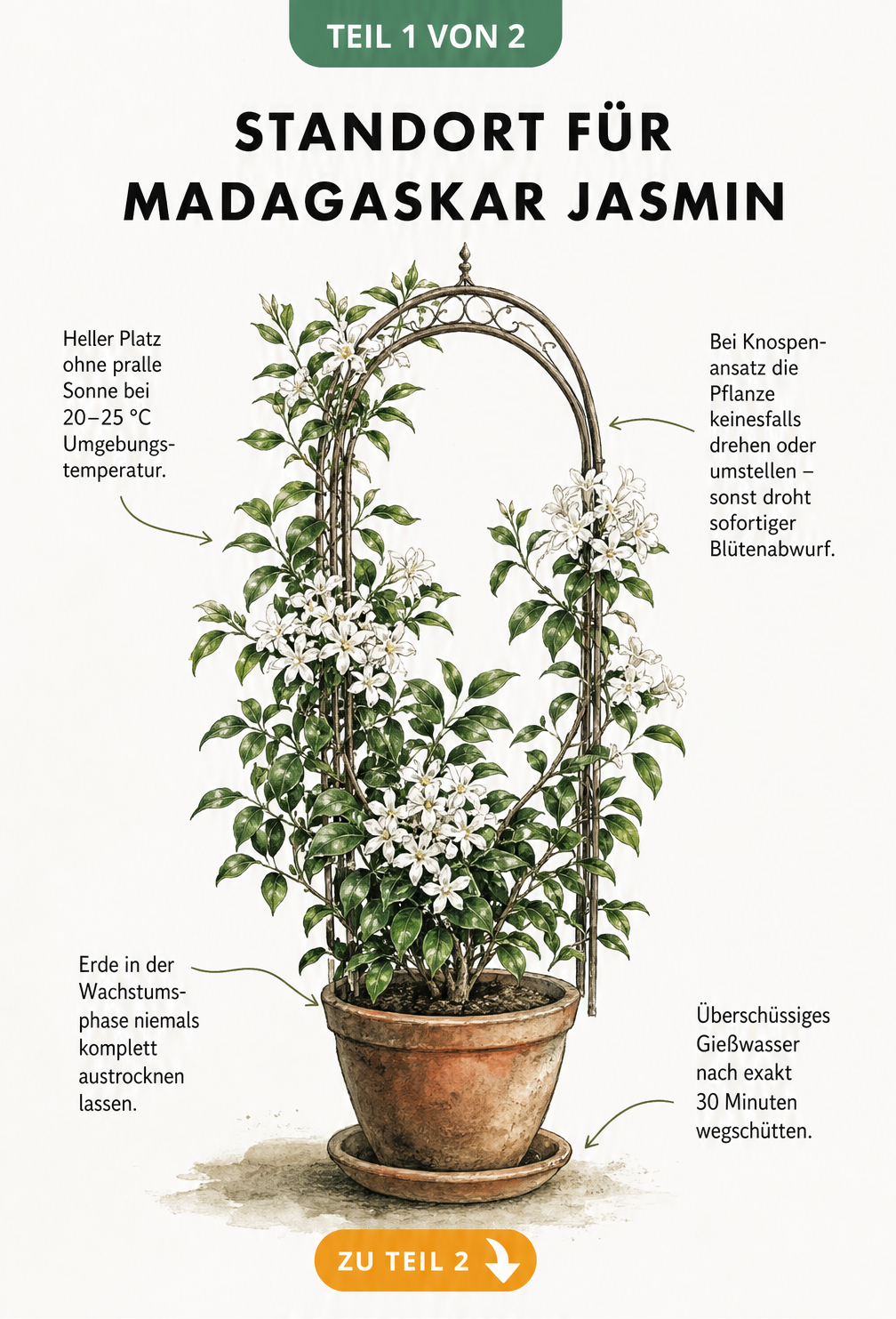 Botanische Illustration des Madagaskar Jasmins mit Hinweisen zu Standort, Temperatur und Gießen