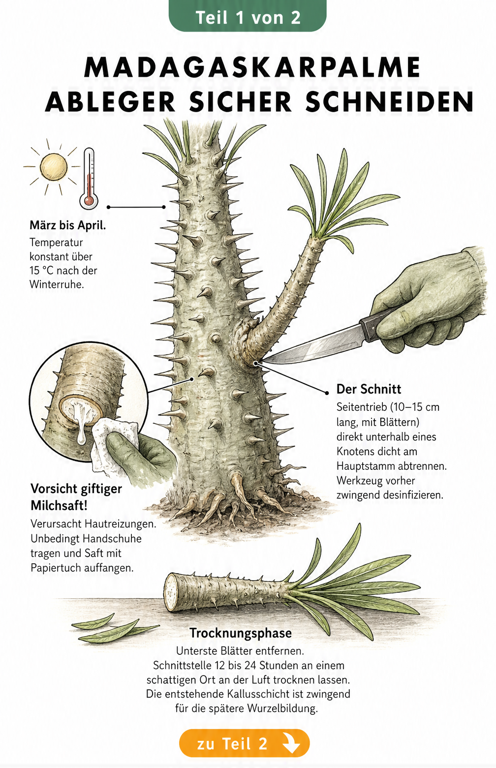 Botanische Skizze einer Madagaskarpalme, die zeigt, wie ein Seitentrieb im Frühjahr sicher abgetrennt und getrocknet wird.