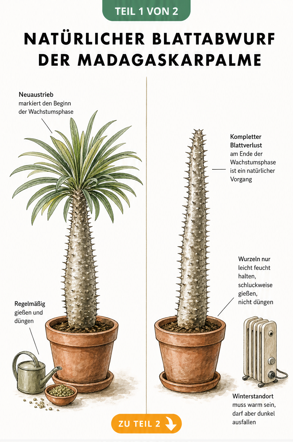 Botanische Illustration einer Madagaskarpalme mit und ohne Blätter im Vergleich der Vegetationsphasen
