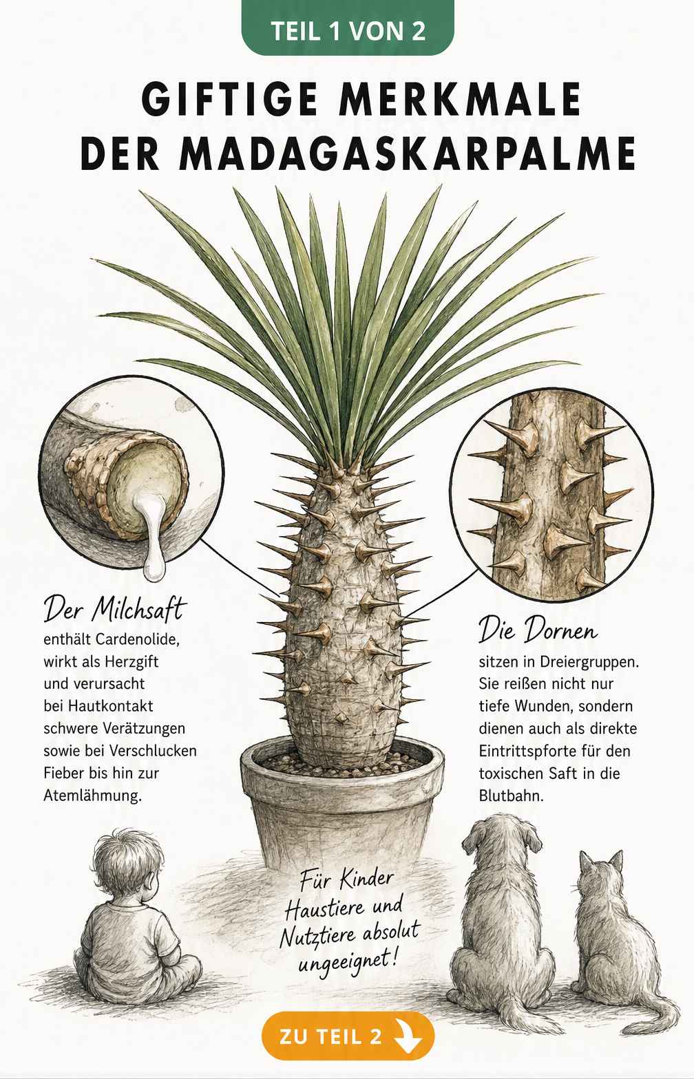 Botanische Illustration der Madagaskarpalme mit Fokus auf den giftigen Milchsaft und die spitzen Dornen