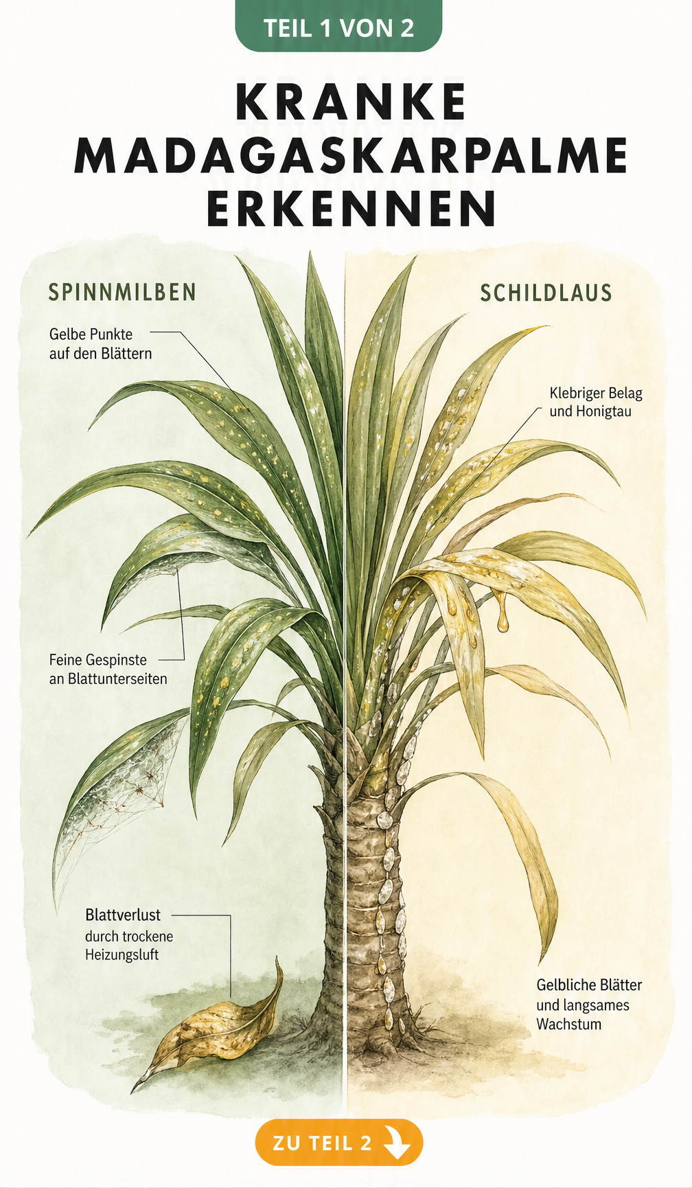 Illustration einer Madagaskarpalme mit Symptomen von Spinnmilben und Schildläusen
