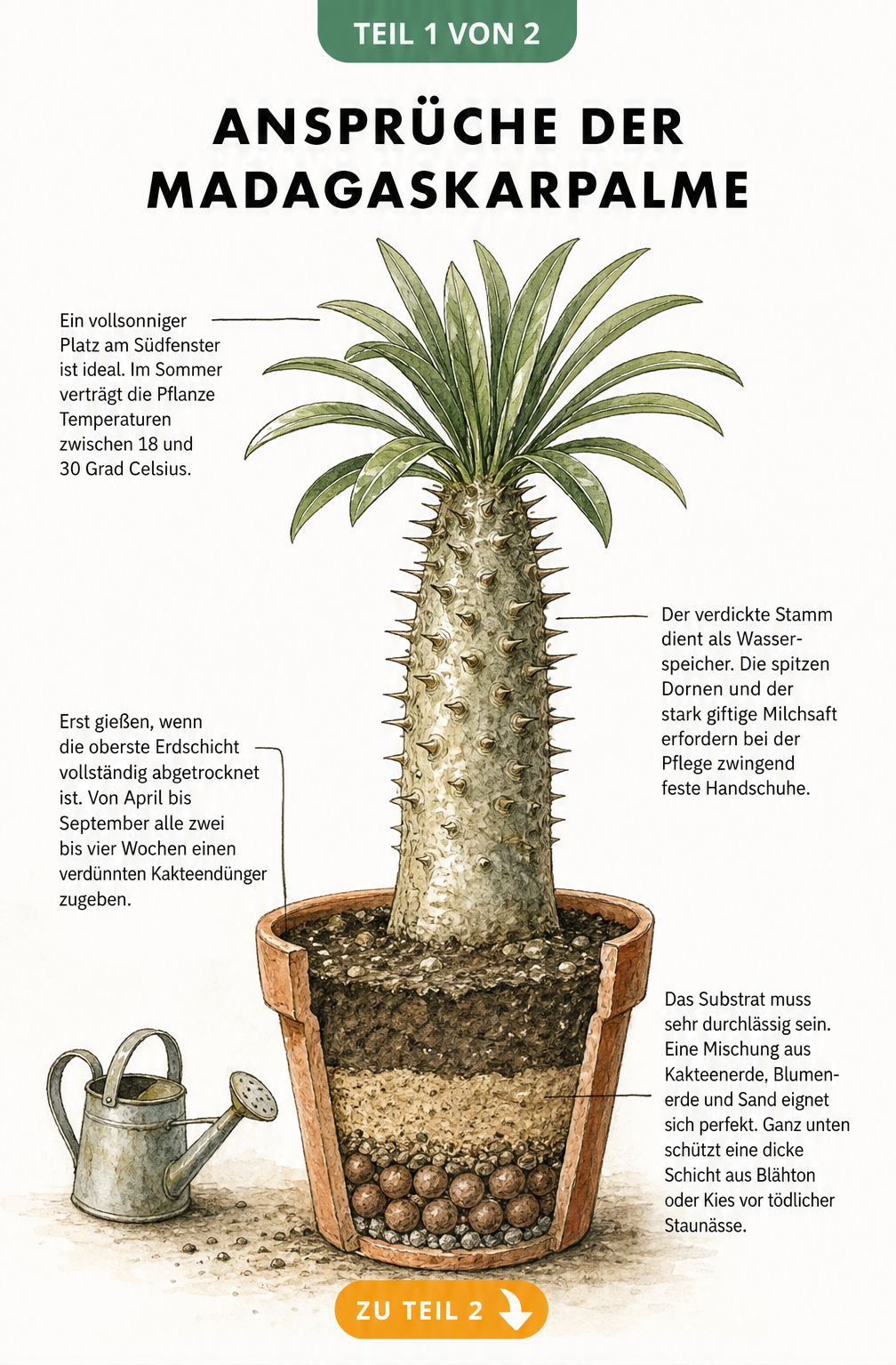Botanische Illustration einer Madagaskarpalme im Terrakotta-Topf mit Hinweisen zu Standort, Gießen, Düngen und Substrat