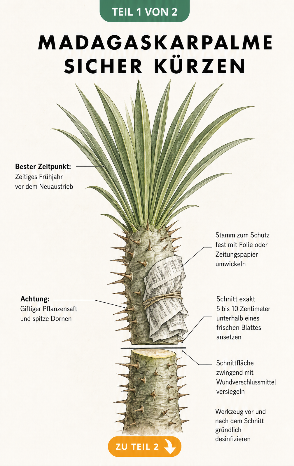 Illustration einer Madagaskarpalme mit Markierungen zum richtigen Rückschnitt, Wundverschluss und Schutz vor Dornen