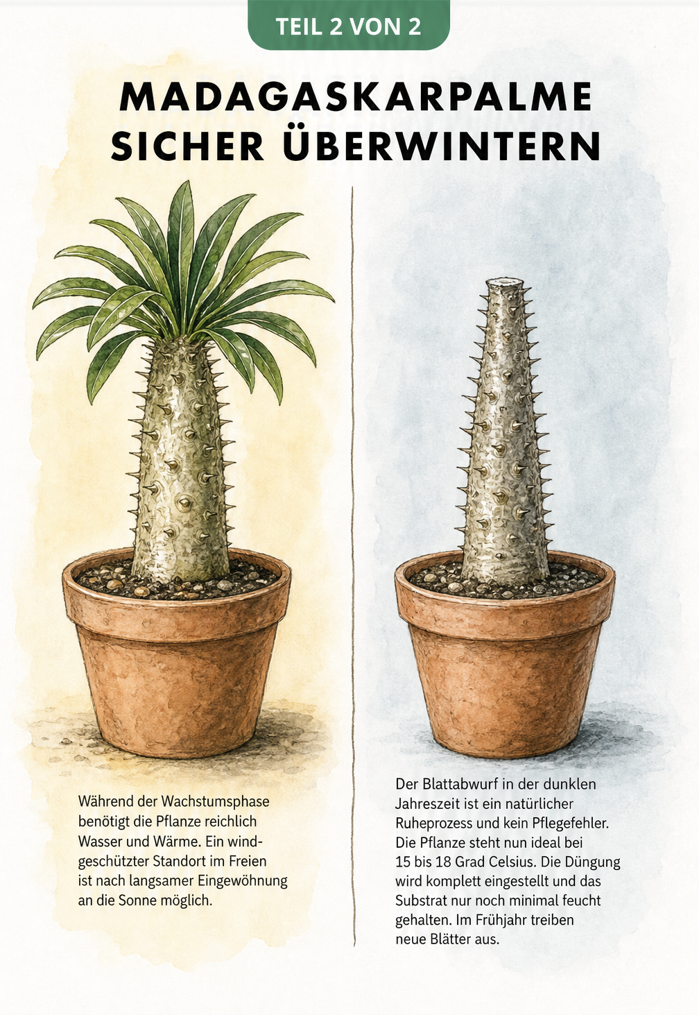 Zweiteilige Illustration der Madagaskarpalme: links mit grünen Blättern im Sommer, rechts kahl im Winter