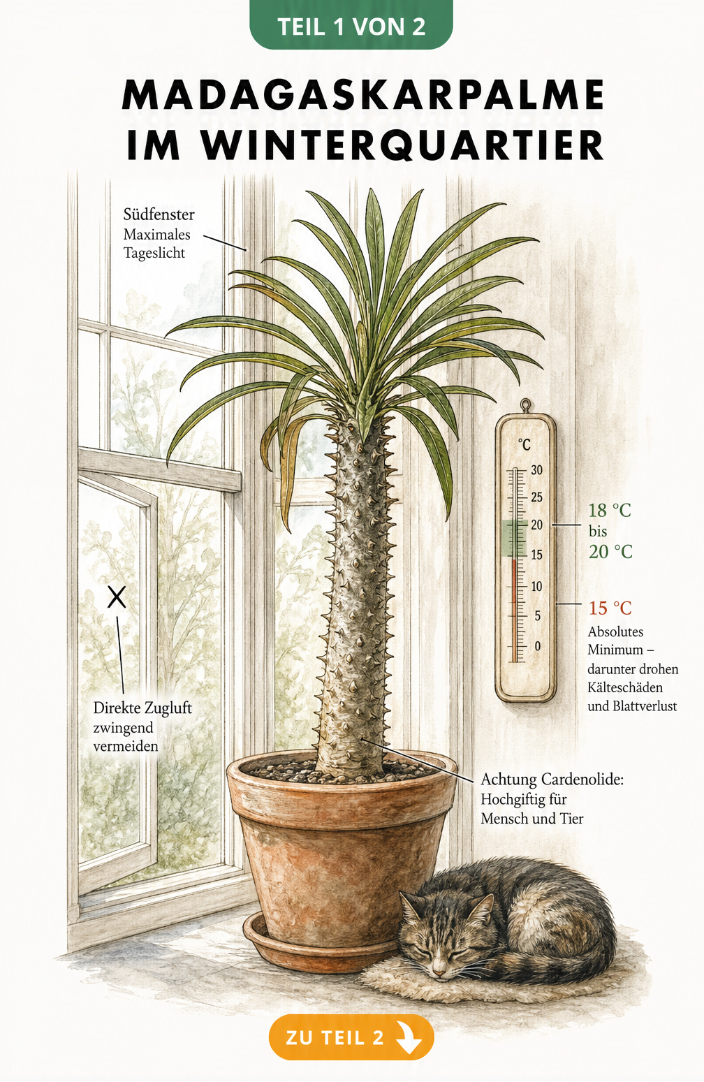 Botanische Illustration einer Madagaskarpalme im Topf vor einem hellen Südfenster mit Thermometer und Katze