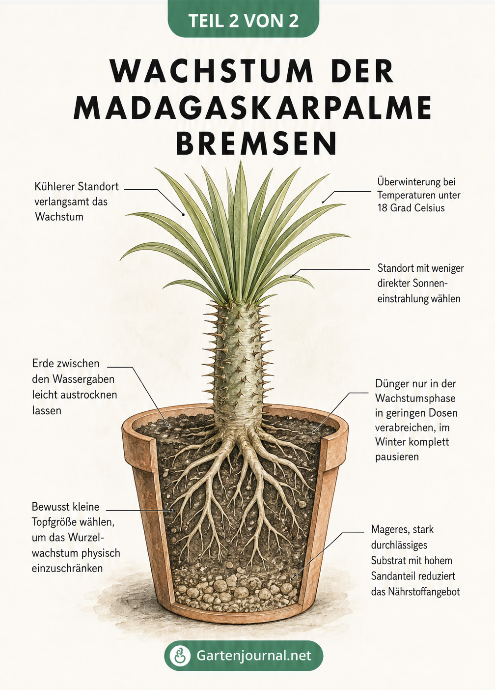 Querschnitt einer Madagaskarpalme im Topf mit Tipps zu Raumklima, Gießverhalten und Wurzelraum zur Wachstumsbremsung
