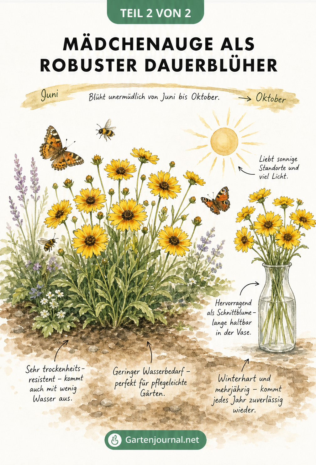 Skizzierte Gartenszene mit blühendem Mädchenauge, Schmetterlingen und Bienen, die Pflegeleichtigkeit und lange Blütezeit visualisiert.