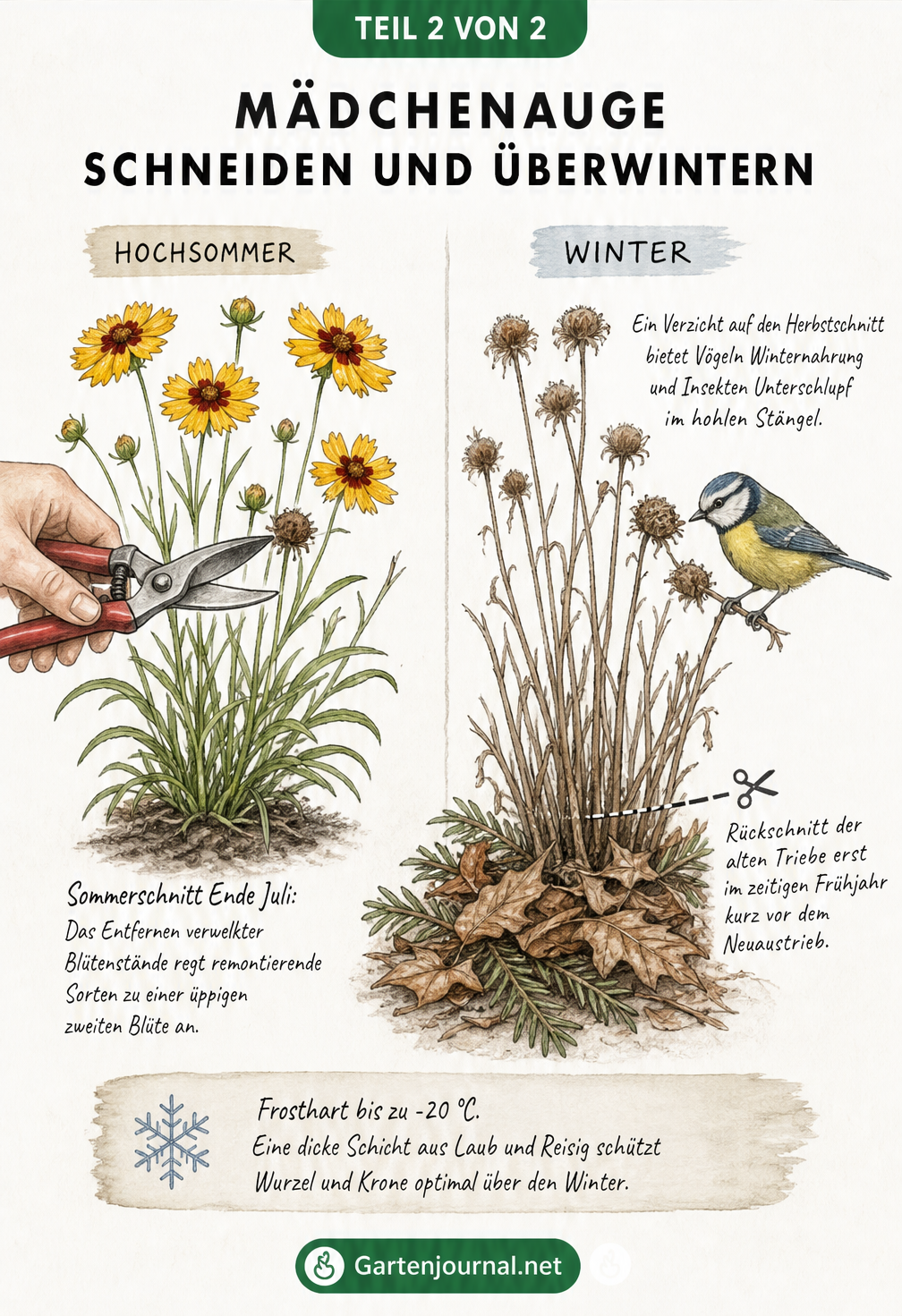 Zweigeteilte Darstellung eines Mädchenauges: Links der Sommerschnitt mit Gartenschere, rechts die Pflanze im Winter mit Frost, Vogel und Winterschutz.