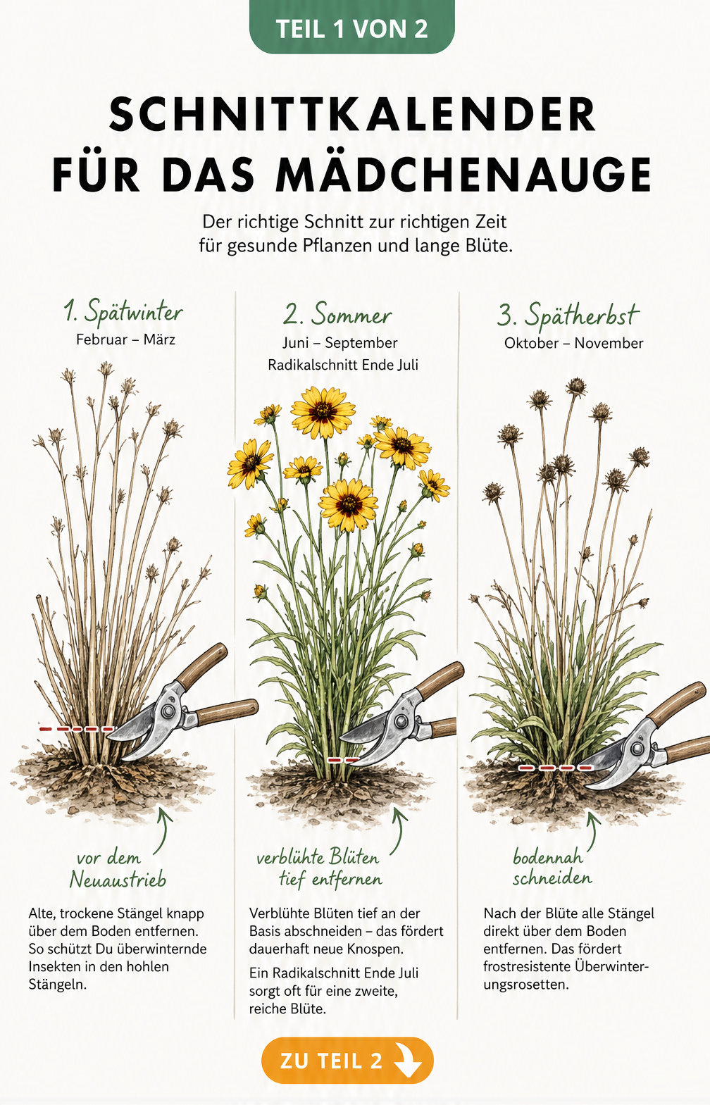 Schnittkalender für das Mädchenauge: Illustration der Staude im Spätwinter, Sommer und Spätherbst mit Schnittmarkierungen