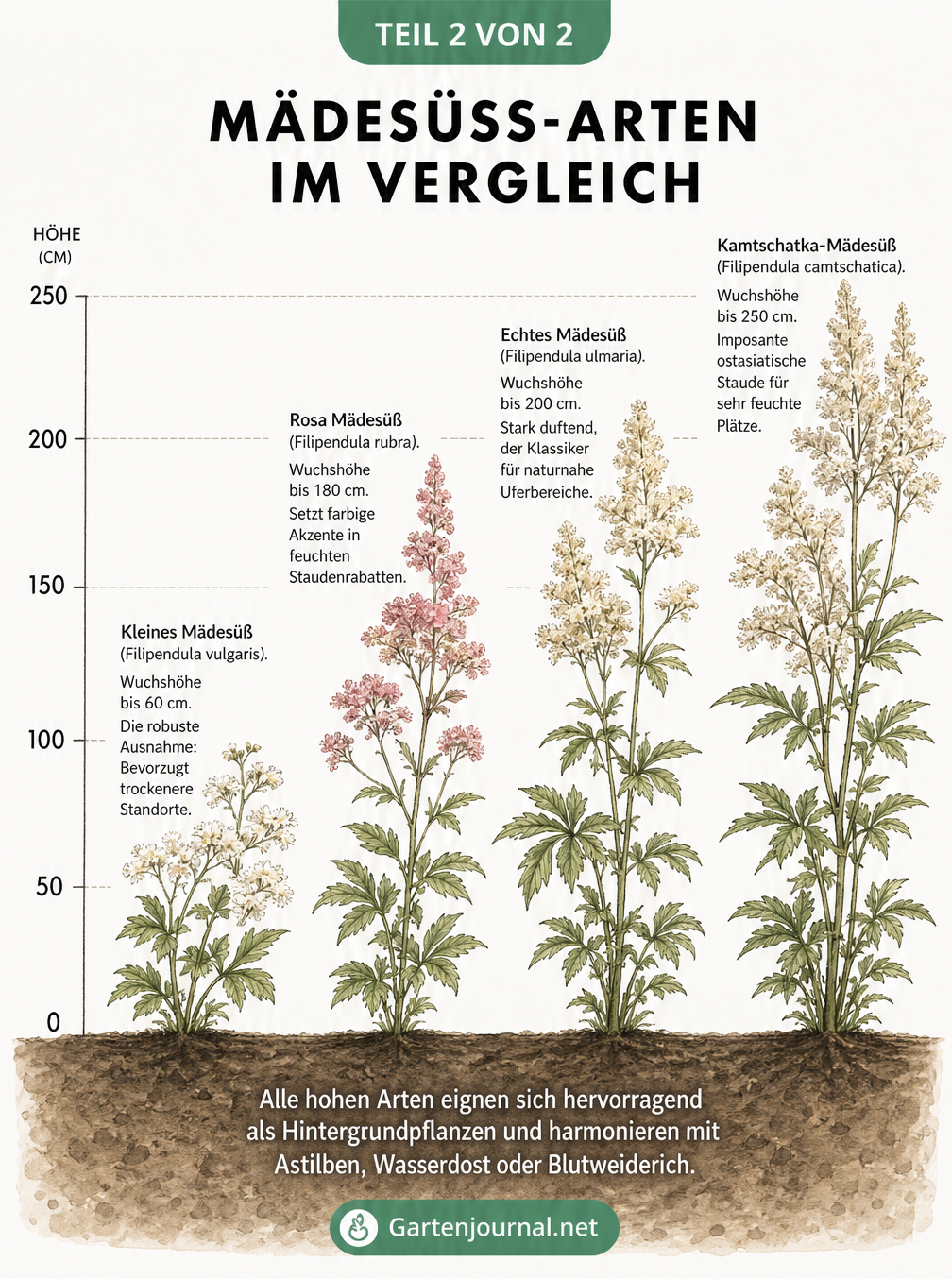 Vergleich von vier Mädesüß-Arten mit Wuchshöhen von 60 bis 250 Zentimetern: Kleines, Rosa, Echtes und Kamtschatka-Mädesüß