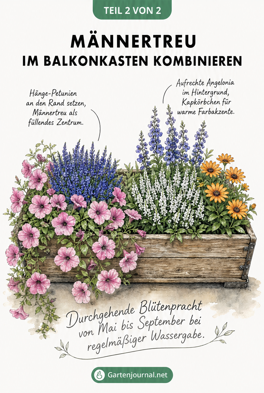 Illustration eines bepflanzten Balkonkastens mit blauem und weißem Männertreu, Hänge-Petunien, Angelonia und Kapkörbchen