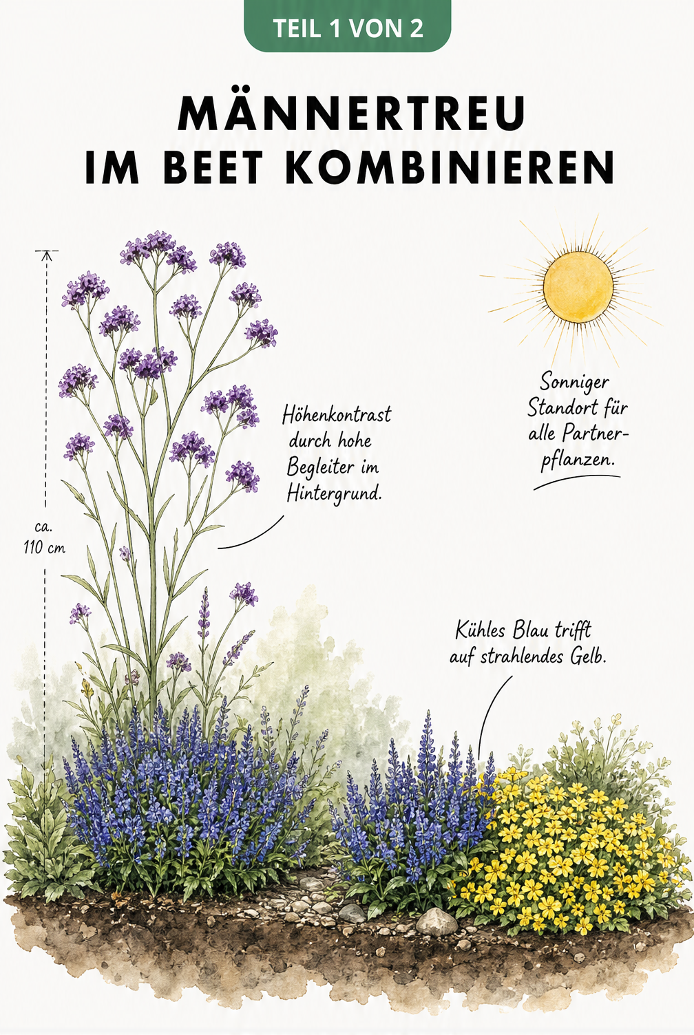 Aquarell-Illustration eines Gartenbeets mit blauem Männertreu, violettem Patagonischen Eisenkraut und gelbem Felsen-Steinkraut