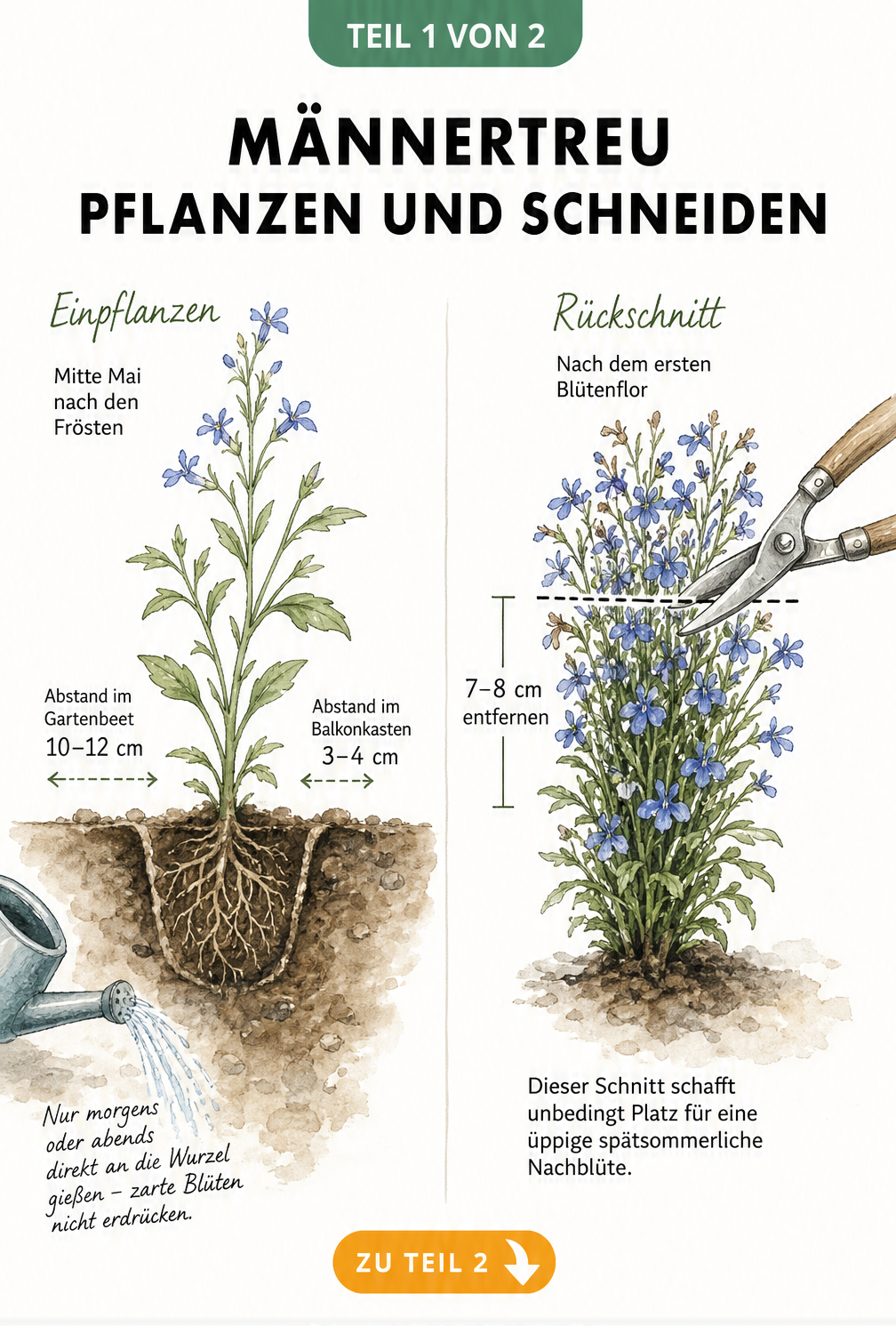 Botanische Skizze zum Einpflanzen und Rückschnitt von Männertreu mit Pflanzabständen und Schnittlinien