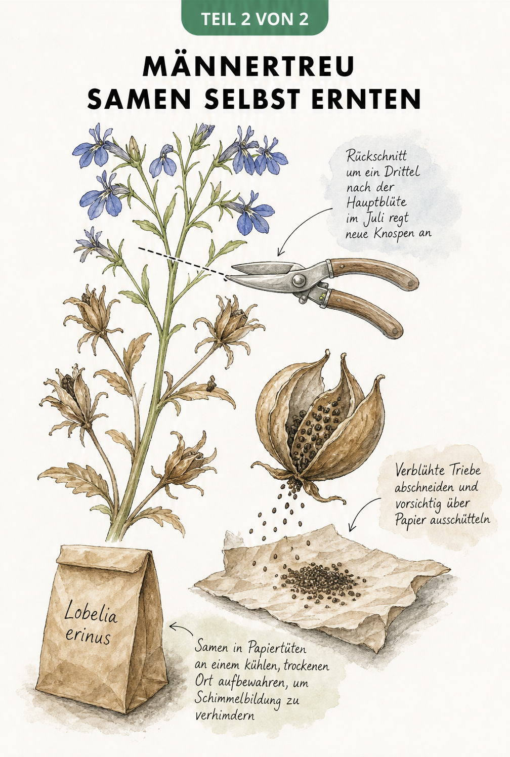 Illustration eines Männertreu-Triebes mit Rückschnitt-Markierung und Samengewinnung aus einer verblühten Kapsel