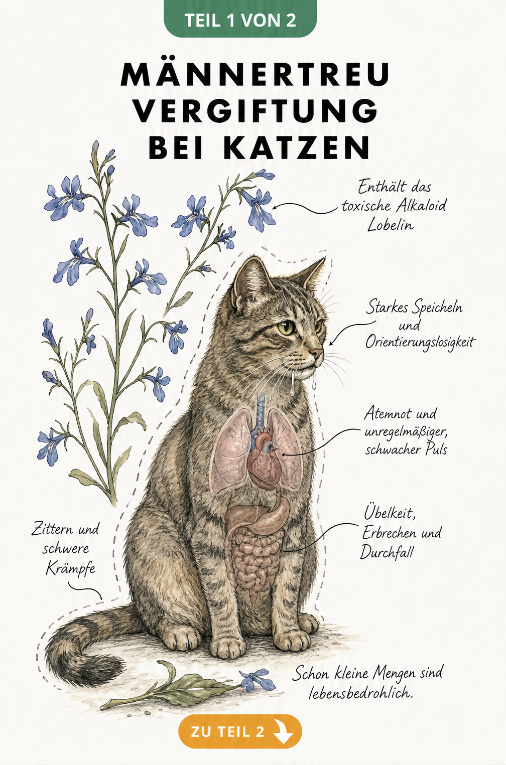 Anatomische Skizze einer Katze, die die Symptome einer Vergiftung durch Männertreu wie Speicheln, Atemnot und Krämpfe zeigt.