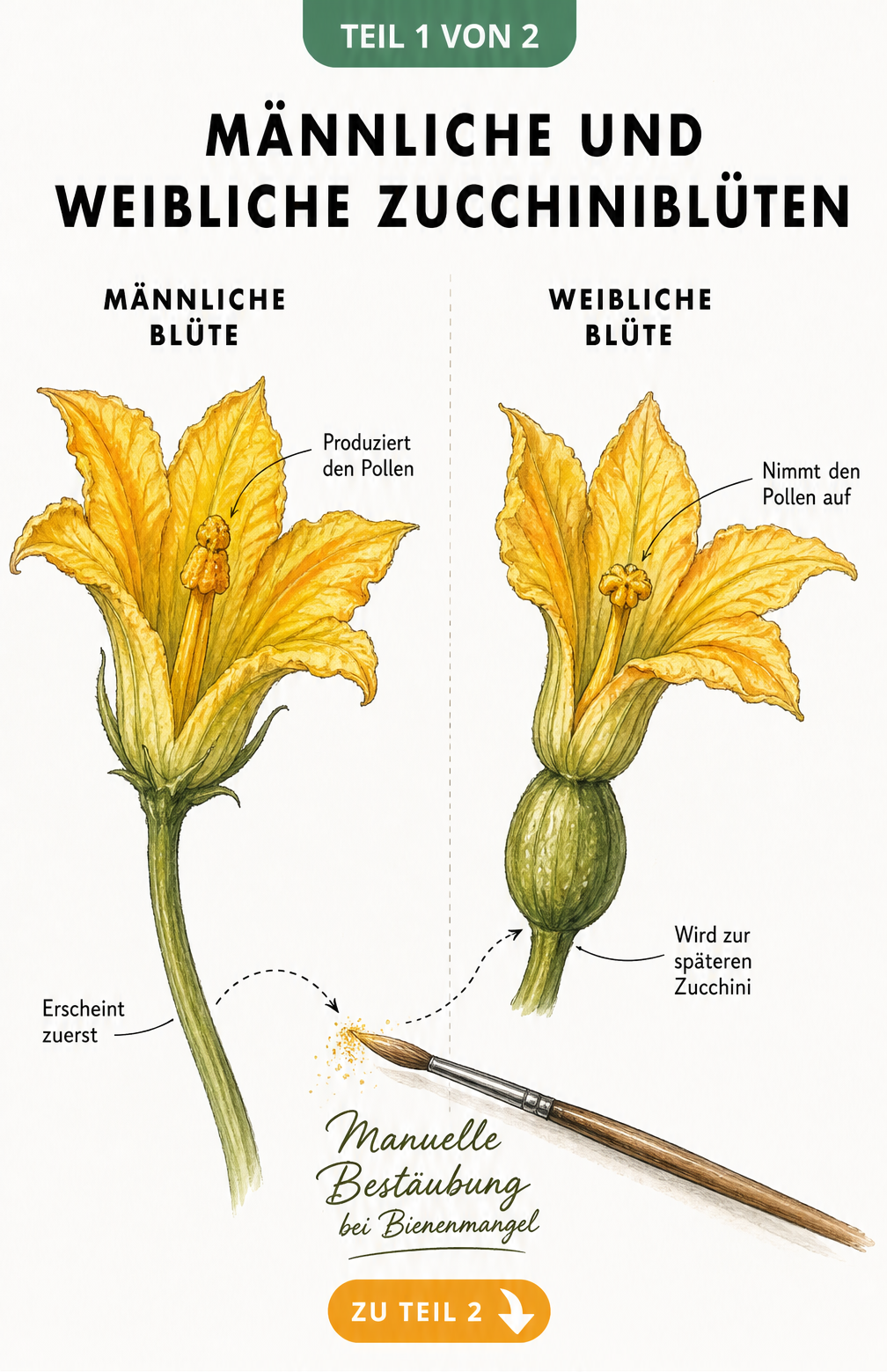 Botanische Zeichnung einer männlichen und weiblichen Zucchiniblüte mit Beschriftung der Merkmale